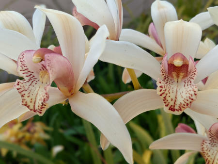 Cymbidium flowers