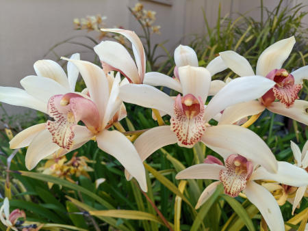 Cymbidium flowers