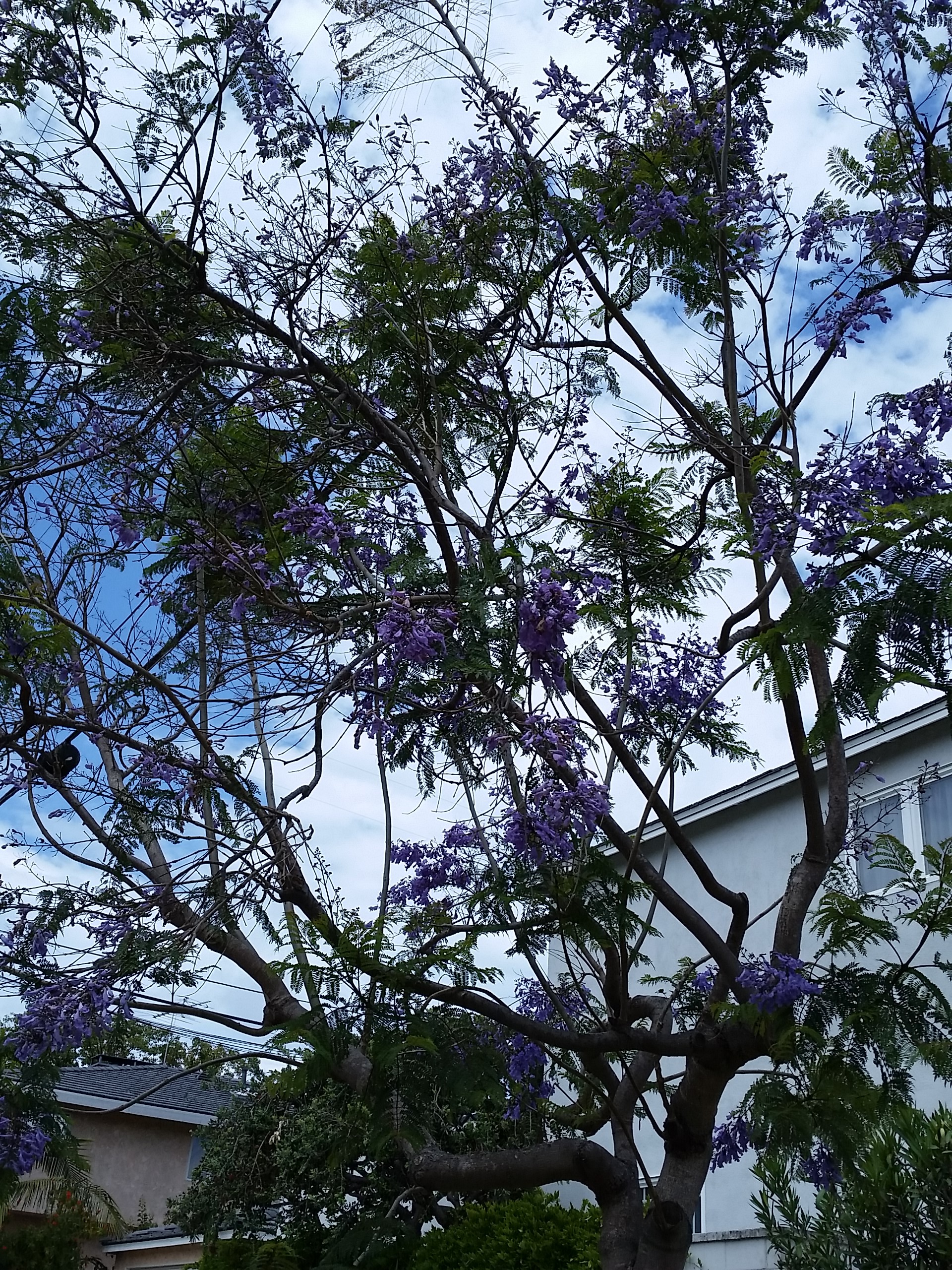 Jacaranda against sky