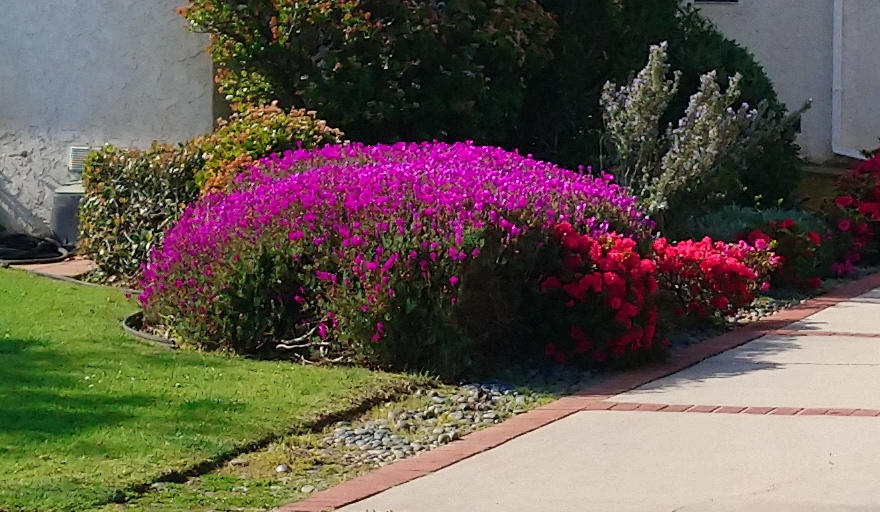 Poppies and Succulent