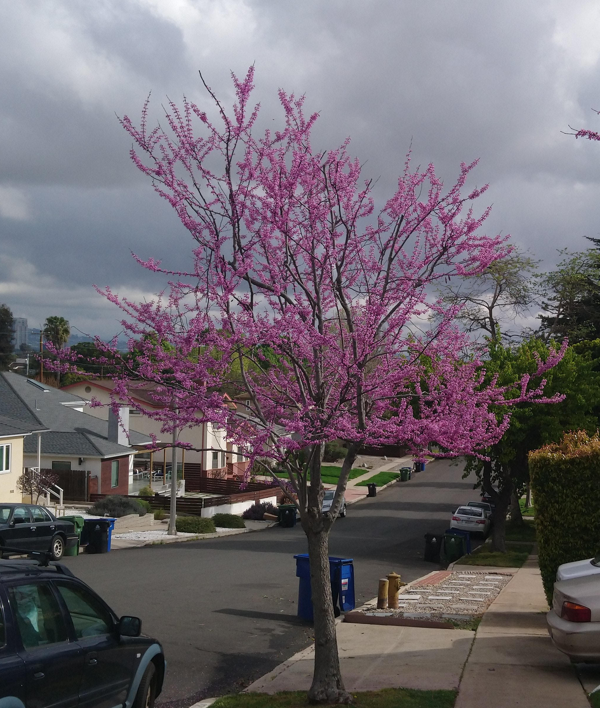 Cherry Blossoms