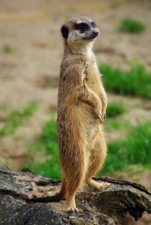 Meerkat Standing